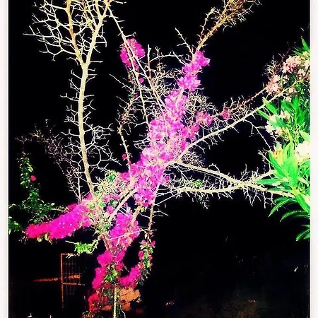 Alexandra's House 3* Skiathos-stad