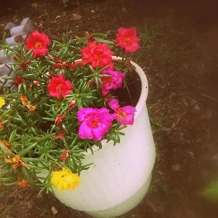 Alexandra's House 3* Skiathos Town