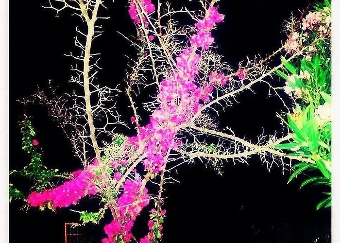 Alexandra's House 3* העיירה סקיאתוס