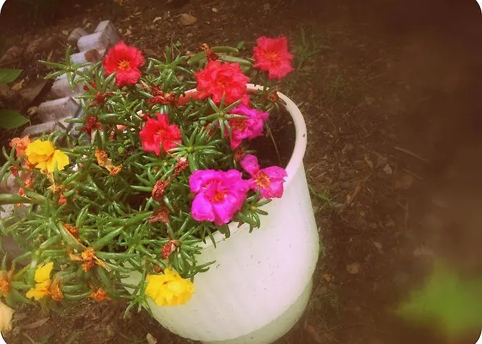 Alexandra's House 3* העיירה סקיאתוס